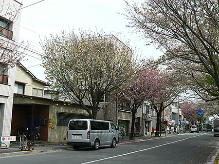 ao_sakura_01.jpg
