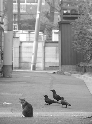 cat_crow.jpg