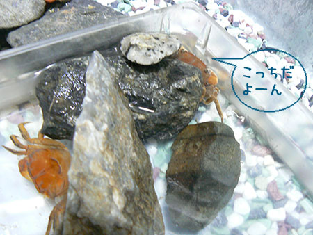 kani_110619_4.jpg